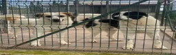 Meticcio cani in regalo: BRANDO buono e giocherellone - Annuncio 6