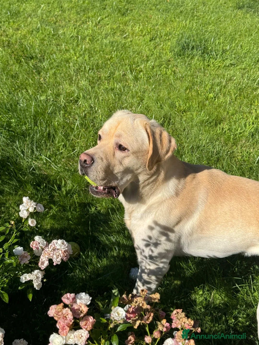 Labrador cani in regalo: Watson a Città Metropolitana di Firenze - Annuncio 2