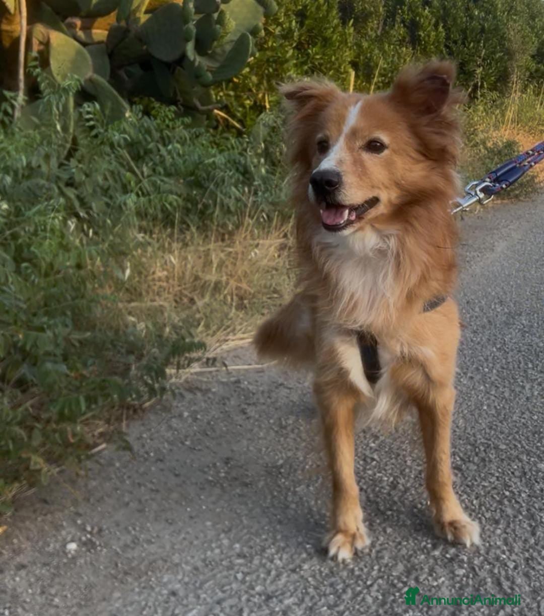Meticcio cani in regalo: RICKY 💙 - simil volpino aspetta la sua rivincita - Annuncio 2