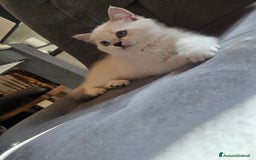 Scottish gatti in vendita: Dolcissimo scottish fold e straight  a Provincia di Brescia - Immagine 28