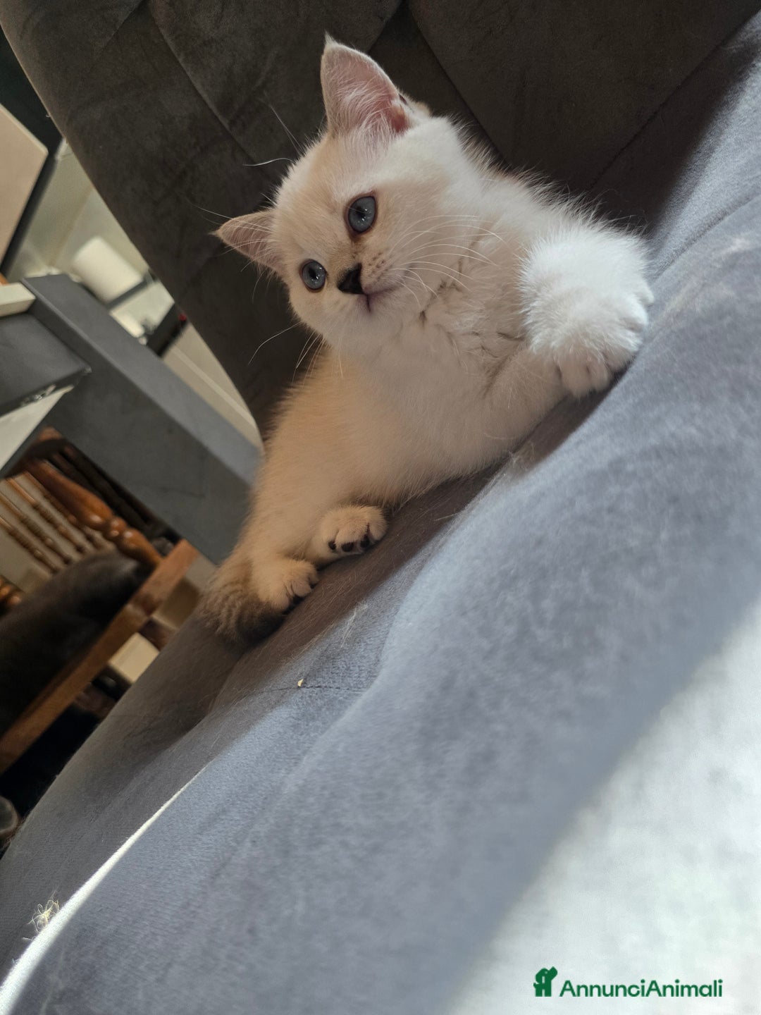 Scottish gatti in vendita: Dolcissimo scottish fold e straight  a Provincia di Brescia - Immagine 28