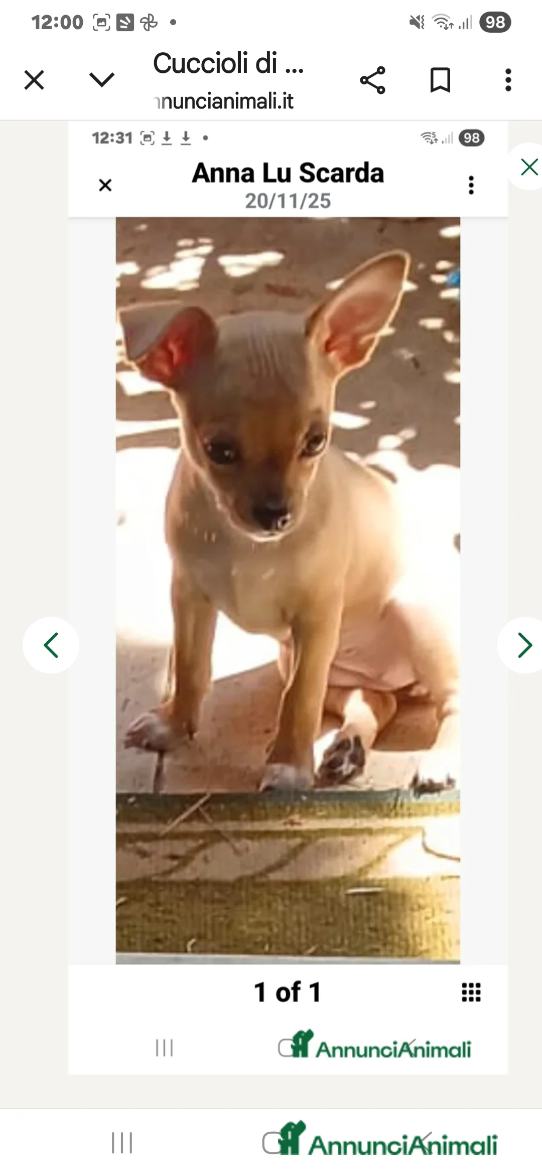 Chihuahua cani in vendita: Cuccioli di chihuahua - Annuncio 17