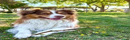Australian Shepherd cani in vendita: Cuccioli red pastore australiano - Annuncio 9