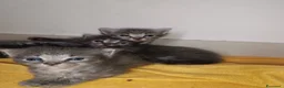 Certosino gatti in vendita: Gattini  - Annuncio 3