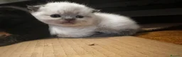 Scottish gatti in vendita: Scottish fold - Annuncio 4