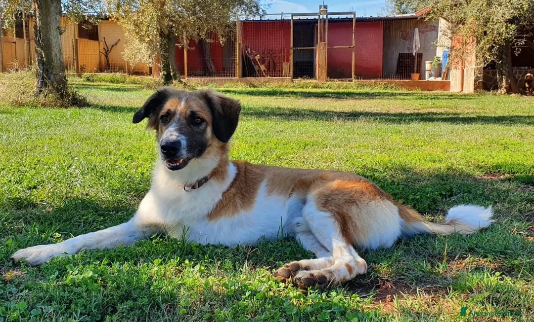 Meticcio cani in regalo: TRITONE,buono e desideroso di coccole a Pomezia - Annuncio 4