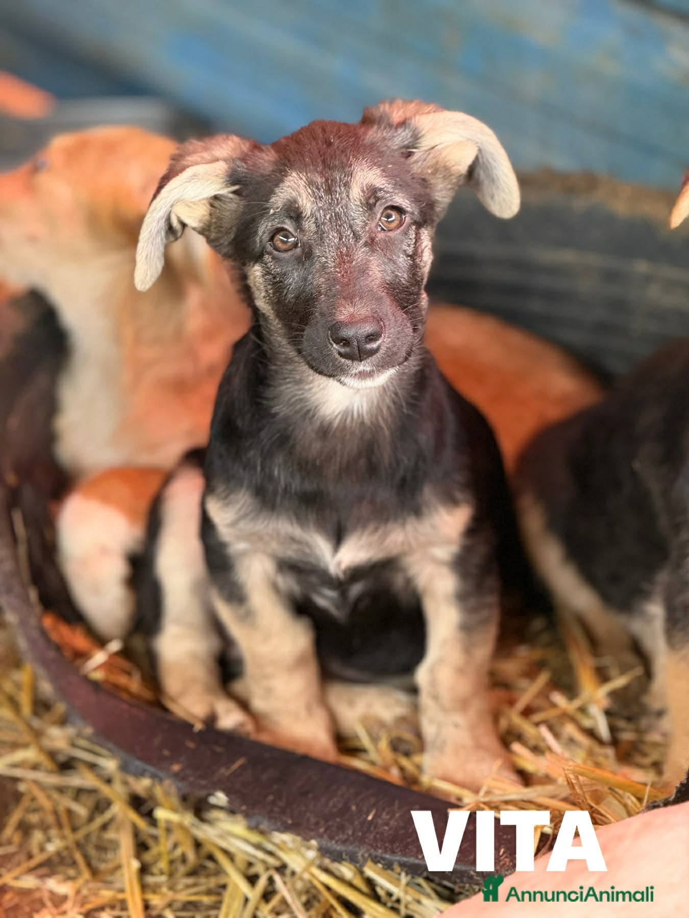 Meticcio cani in regalo: VITA, simpaticissima cucciolotta! TG MEDIO PICCOLA - Annuncio 2