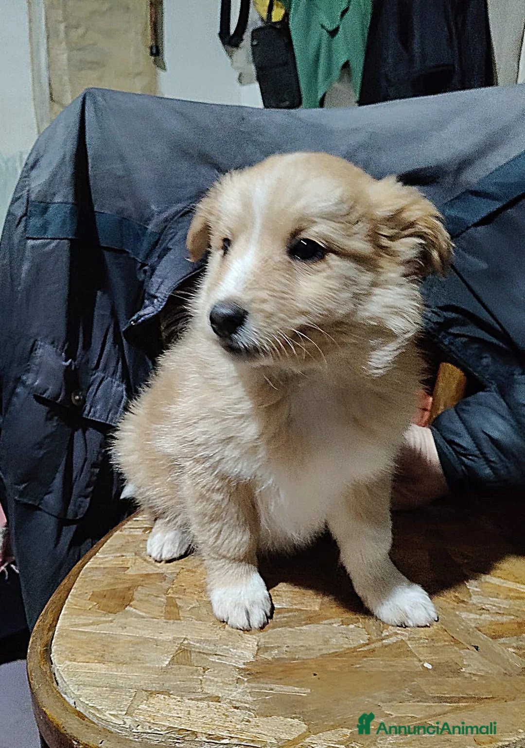 Meticcio cani in regalo: UNA MAMMA PER BIONDO  - Annuncio 3