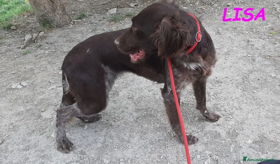 Meticcio cani in regalo: LISA giovane timida setterina - Annuncio 2