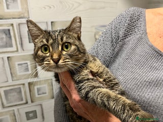 Europeo gatti GATTINA DOLCISSIMA - Annuncio 1