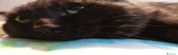 Europeo gatti in regalo: ADOZIONE DEL CUORE ❤️ gatto 12 anni a Provincia di Padova - Annuncio 17