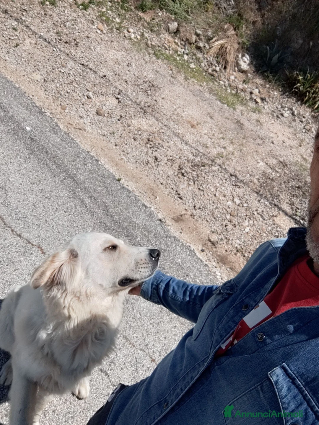 Meticcio cani in regalo: Meticcio taglia grande - Annuncio 3