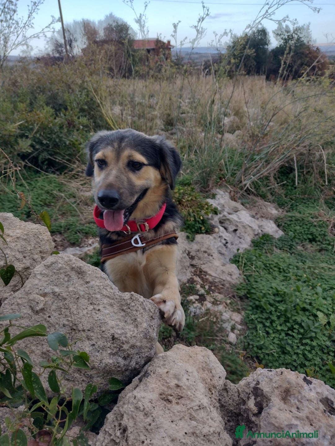 Meticcio cani in regalo: Splendido Simil Pastore (Catania) - Annuncio 3