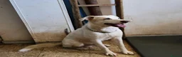 Meticcio cani in regalo: Liam 4anni ok gatti DAL RIFUGIO AL GARAGE!CALABRIA - Annuncio 3