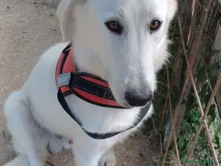 Meticcio cani UN PATATONE DA AMARE - Annuncio 22