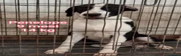 Meticcio cani in regalo: SALVA UN CUCCIOLO! a Provincia di Reggio Emilia - Annuncio 9