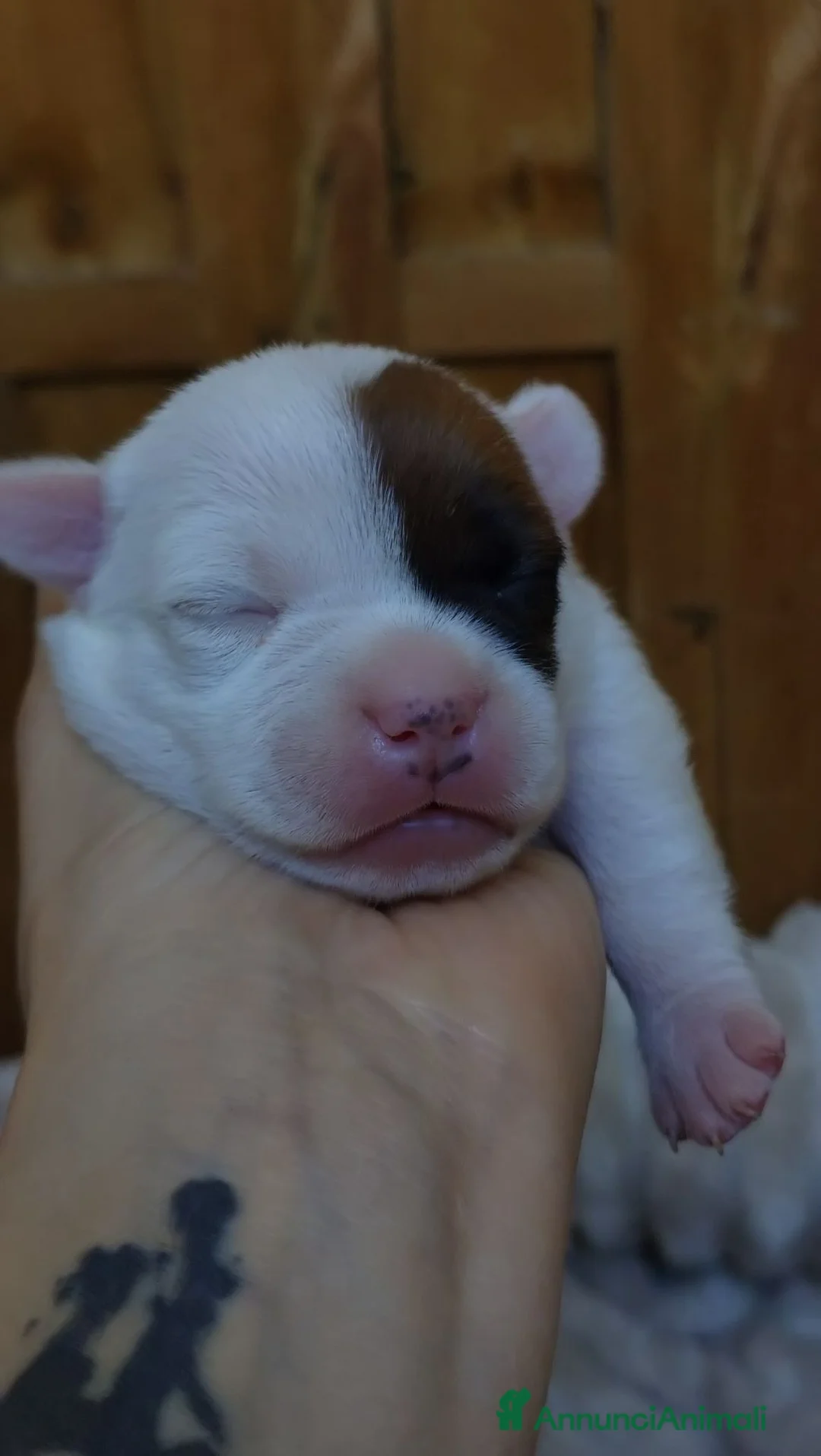 Staffordshire cani in vendita: Staffordshire bull terrier  a Provincia di Frosinone - Annuncio 1