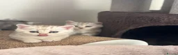Scottish gatti in vendita: Bellissimi cuccioli di scottish straight/fold - Annuncio 3