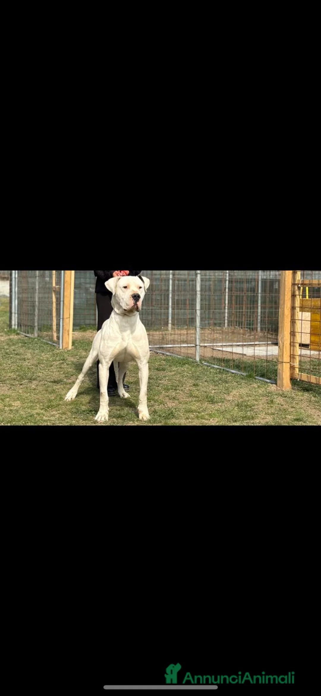 Dogo Argentino cani in vendita: CUCCIOLI DI DOGO ARGENTINO - Annuncio 2
