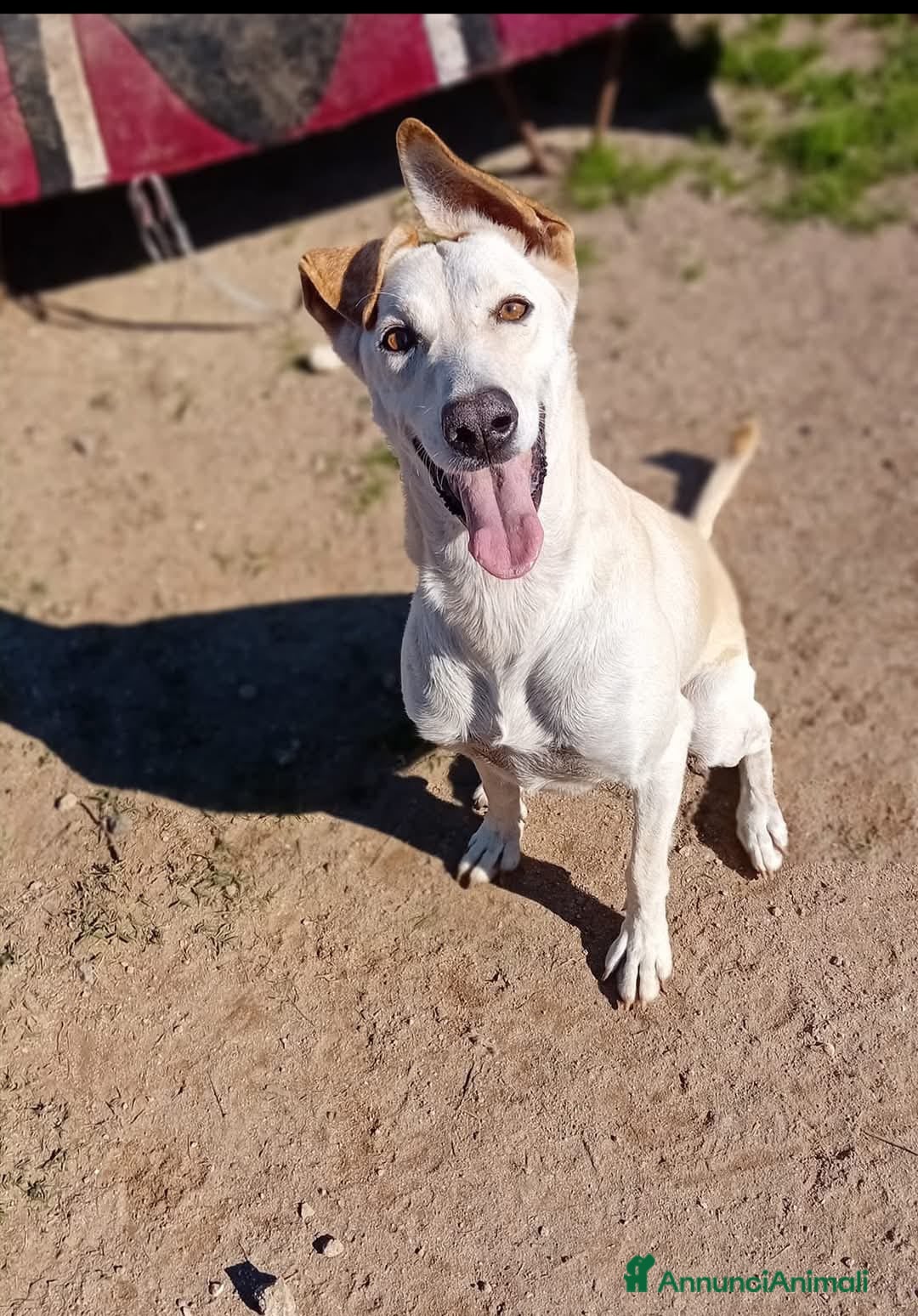 Meticcio cani in regalo: spritz - Annuncio 3