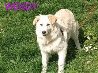 Meticcio cani WENDY giovanissima tg mediogrande - Annuncio 40