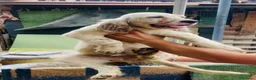 Setter Inglese cani in vendita: Cedo alcuni cuccioli Setter Inglese - Annuncio 8