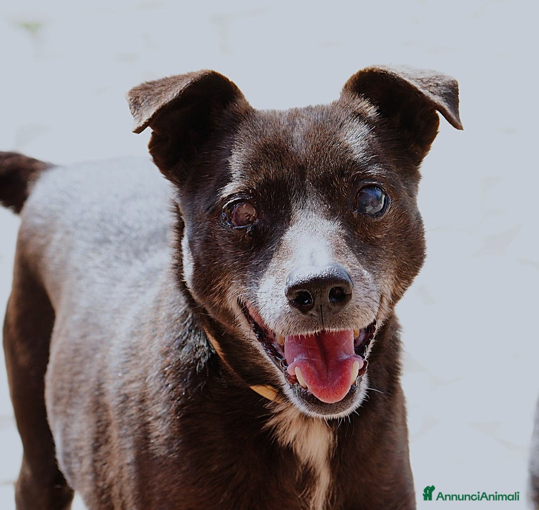 Meticcio cani in regalo: Bobby super adozione del ❤️ - Annuncio 10