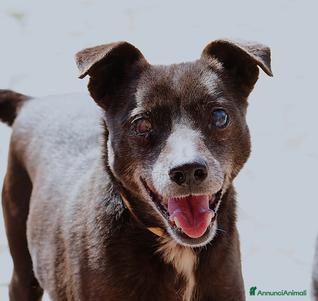 Meticcio cani in regalo: Bobby super adozione del ❤️ - Annuncio 10