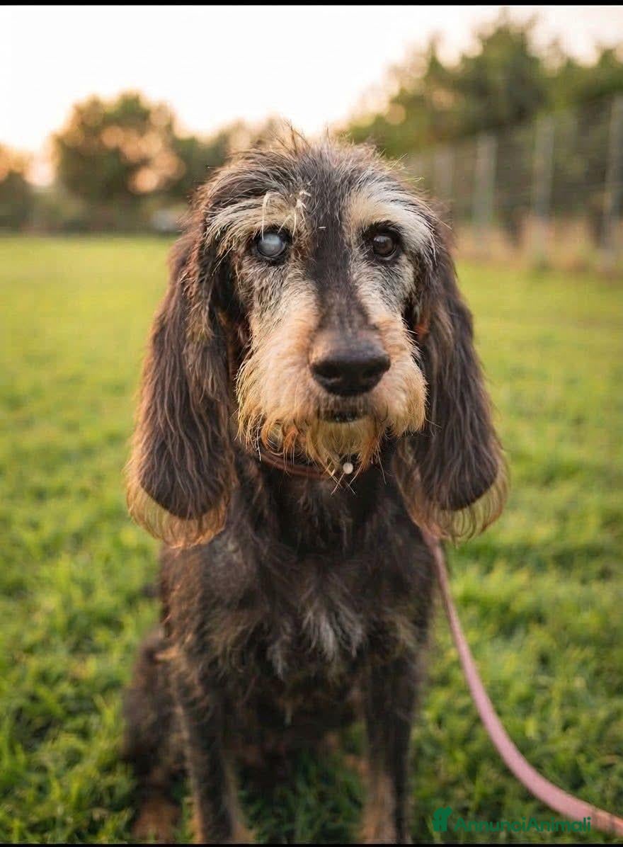 Meticcio cani BUCK, 9 ANNI, Una Vita di Box - Annuncio 15