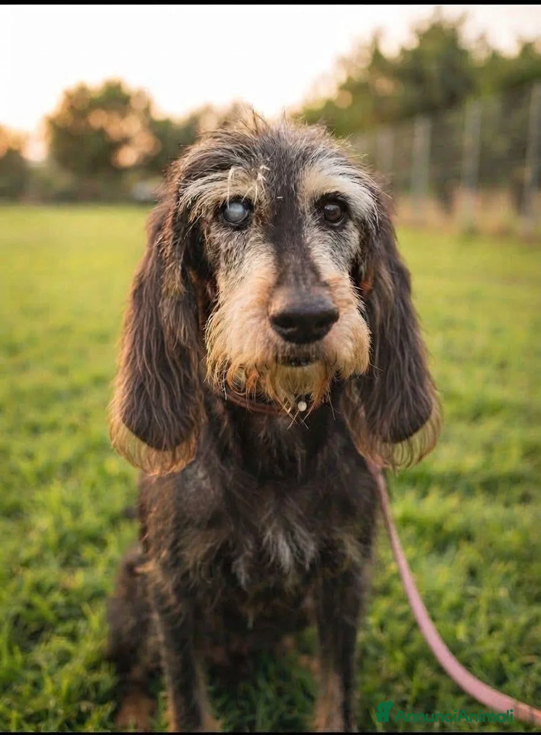 Meticcio cani in regalo: BUCK, 9 ANNI, Una Vita di Box a Città metropolitana di Milano - Annuncio 1