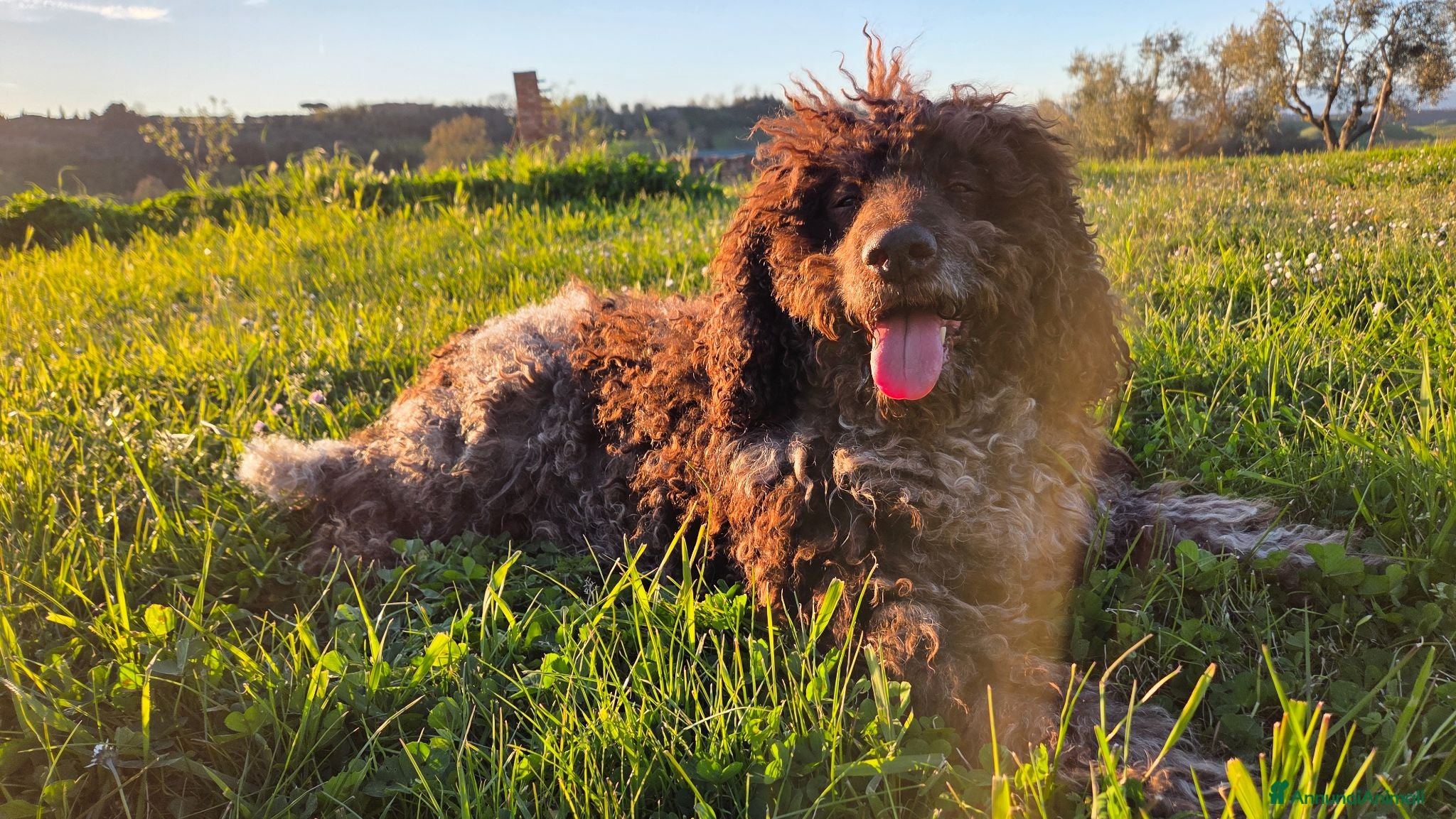 Lagotto cani Lagotto Romagnolo Adulto Intero - Annuncio 2