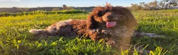 Lagotto cani in regalo: Lagotto Romagnolo Adulto Intero a Città Metropolitana di Firenze - Annuncio 1