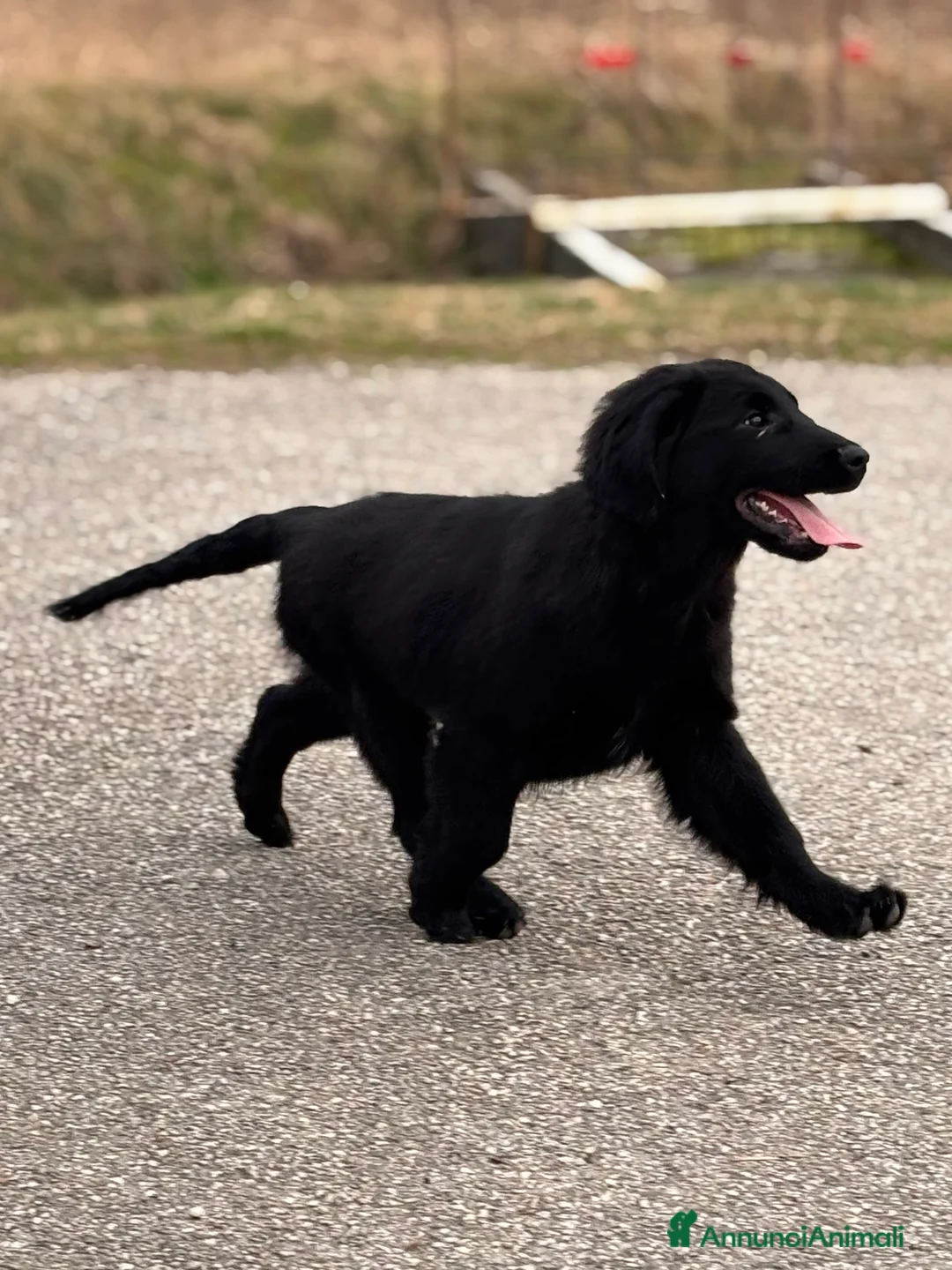 Flat Coated cani in vendita: Cuccioli Flat Coated Retriever - Annuncio 3