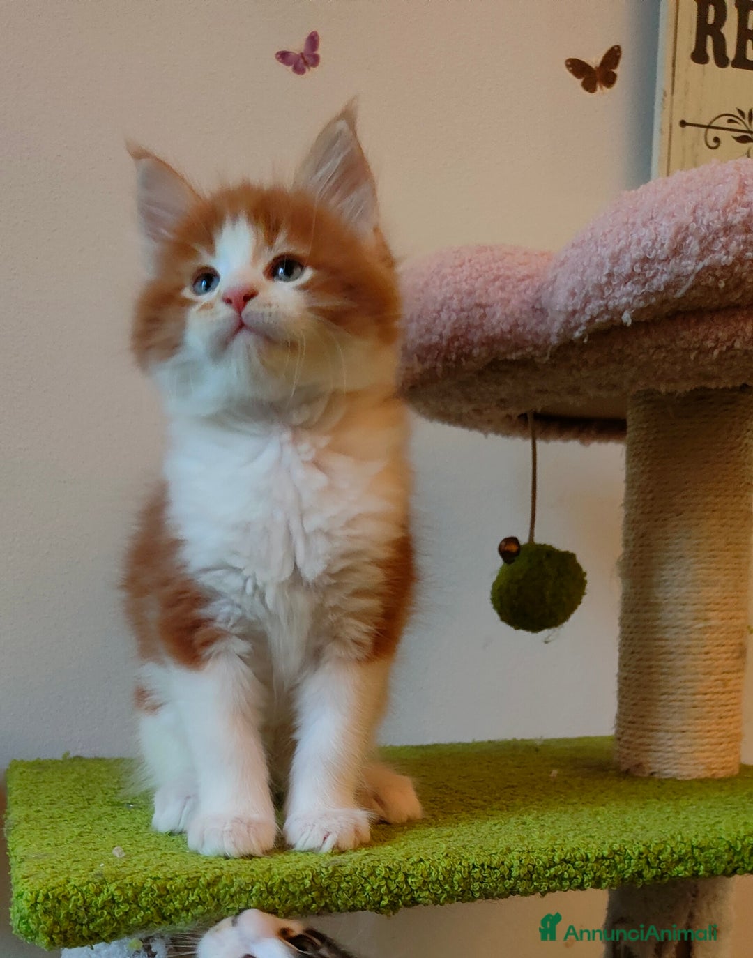 Maine Coon gatti in vendita: piccoli giganti Cattery - Annuncio 7