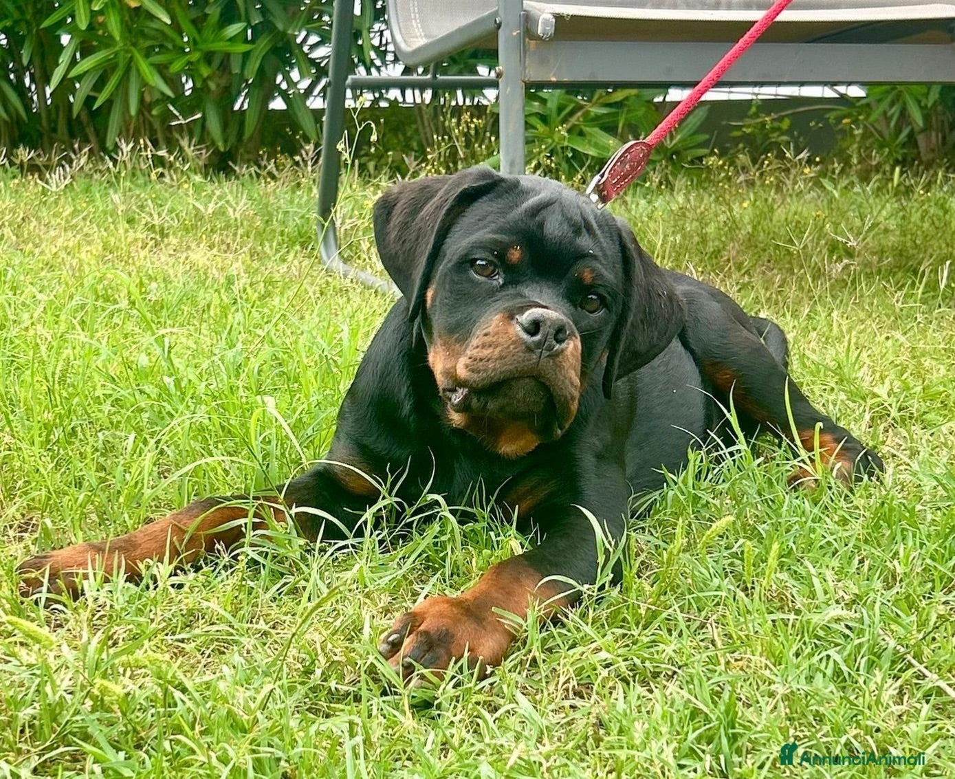 Rottweiler cani Vendesi - Annuncio 2