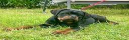 Rottweiler cani in vendita: Vendesi - Annuncio 2