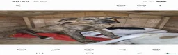 Meticcio cani in regalo: Giada e Gioia 6/7mesiNESSUNA RICHIESTA.SICILIA SOS - Annuncio 8