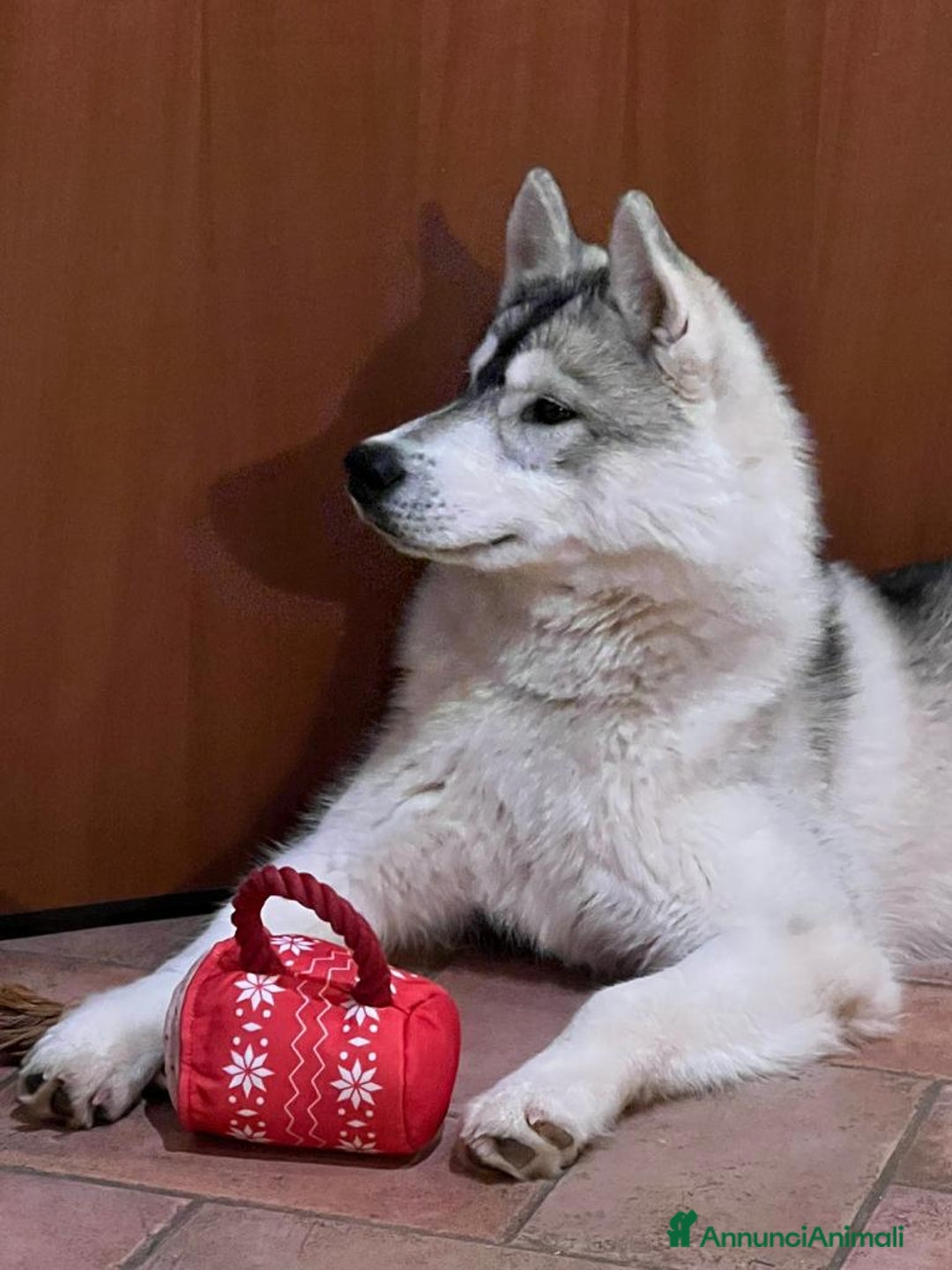 Husky cani per accoppiamento: Splendido Siberian Husky per accoppiamento a Provincia di Cuneo - Immagine 4
