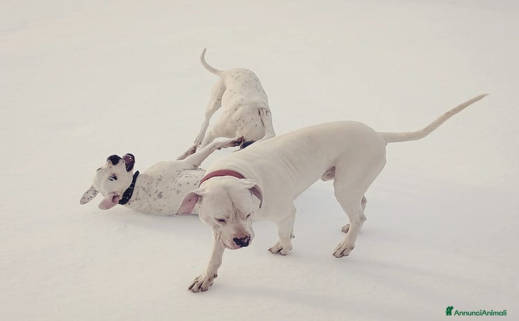 Dogo Argentino cani a Città metropolitana di Milano - Annuncio 1