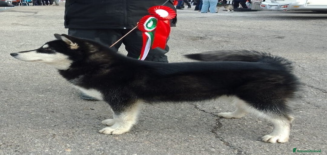 Immagine della galleria {{count}}