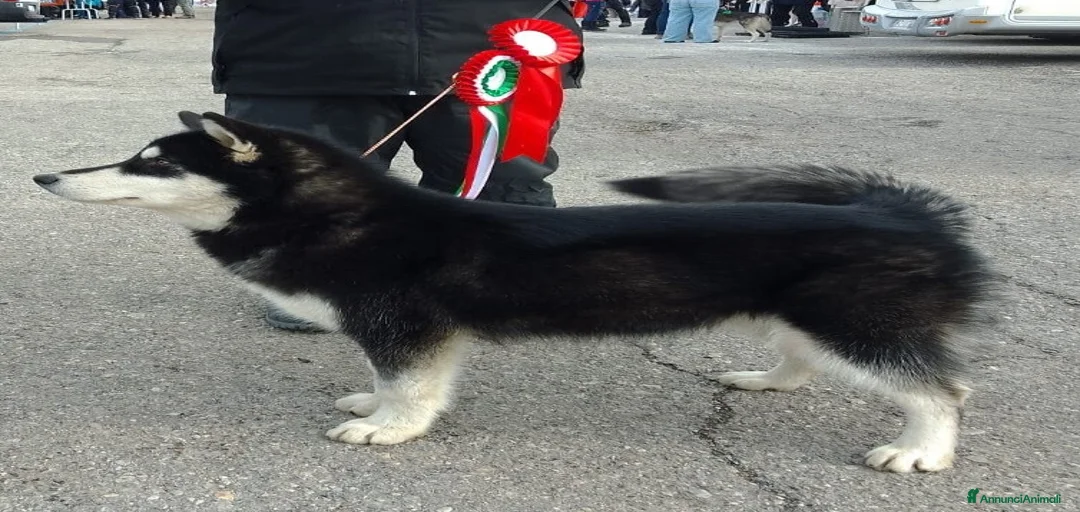 Immagine della galleria {{count}}