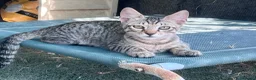 Europeo gatti in regalo: Gattino maschio tigrato a Città metropolitana di Roma Capitale - Annuncio 11