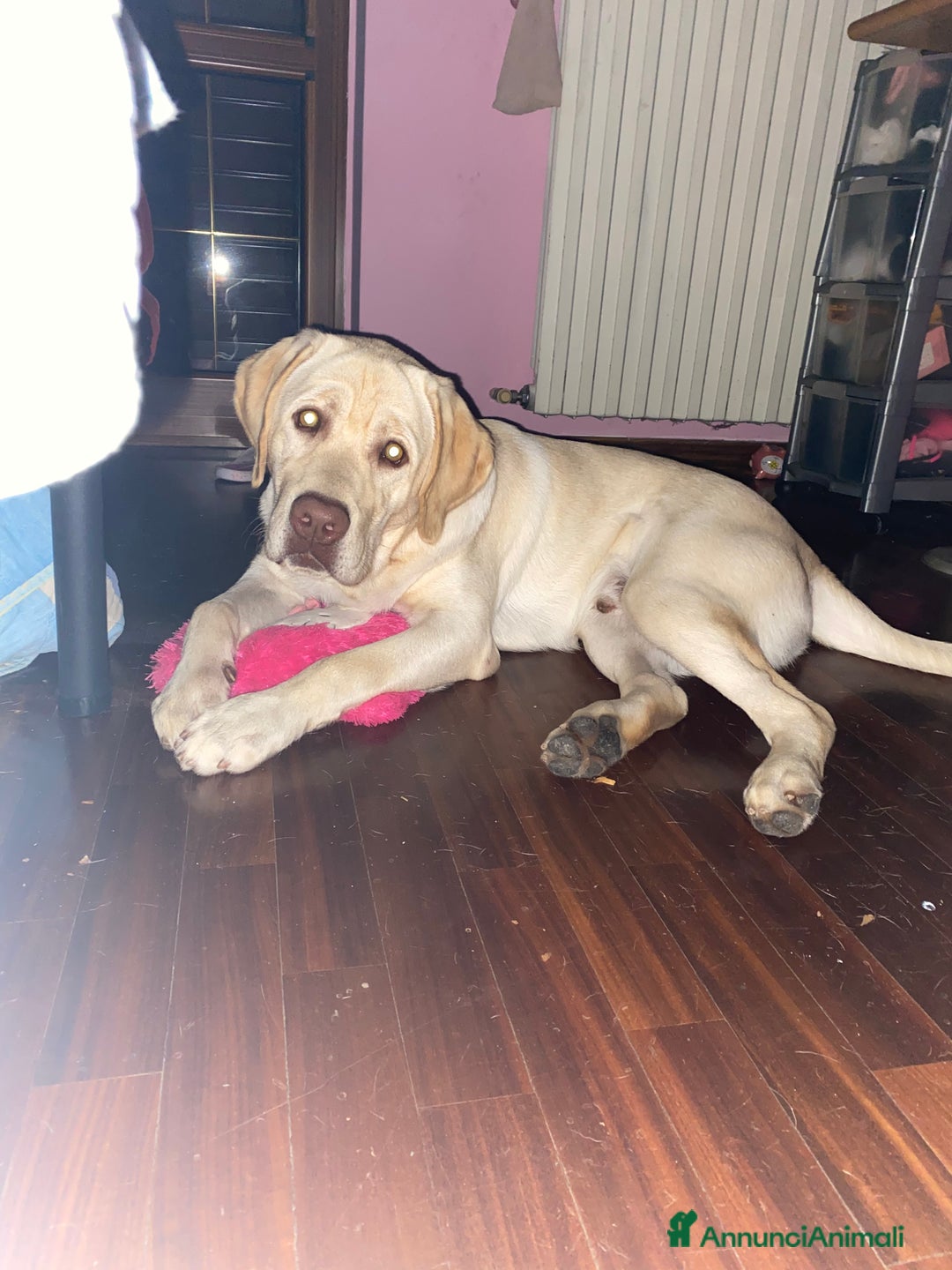 Labrador cani per accoppiamento: Seven cerca fidanzata.🐾🩵 - Annuncio 24