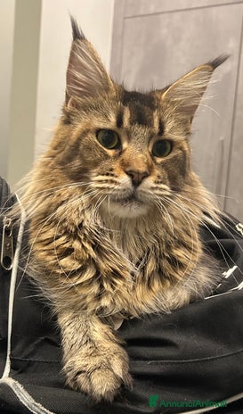 Maine Coon gatti Cuccioli Maine Coon con pedigree - Annuncio 2