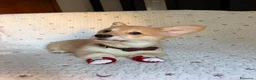 Corgi Pembroke cani in vendita: Cuccioli di Pembroke Welsh Corgi a Città Metropolitana di Firenze - Annuncio 12