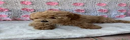 Barboncino cani in vendita: Barboncini toy albicocca e nero - Annuncio 4