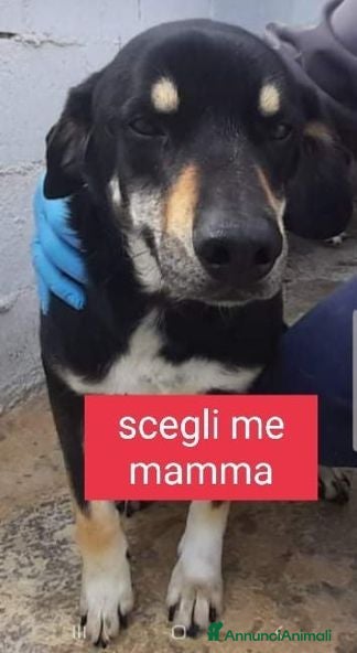 Meticcio cani LIAM dolcissimo patatone tg media - Annuncio 12