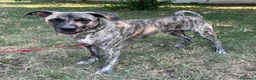 Meticcio cani in regalo: VITO CERCA CASA - Annuncio 11