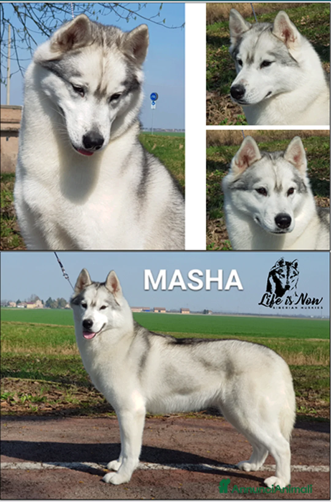 Immagine della galleria {{count}}