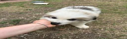 Cane da Montagna dei Pirenei cani in vendita: Sette cuccioli di Cane da Montagna dei Pirenei - Annuncio 3